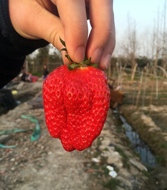 合肥周边采摘草莓好去处